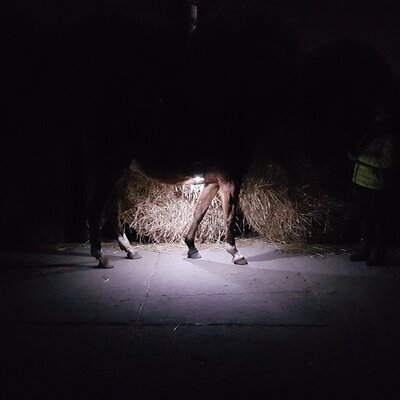 LOVELSTAR Steigbügeleinlagen LEDs Pro – Ansicht 6