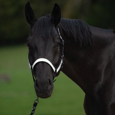 PROTECT by Horse-friends Halfter