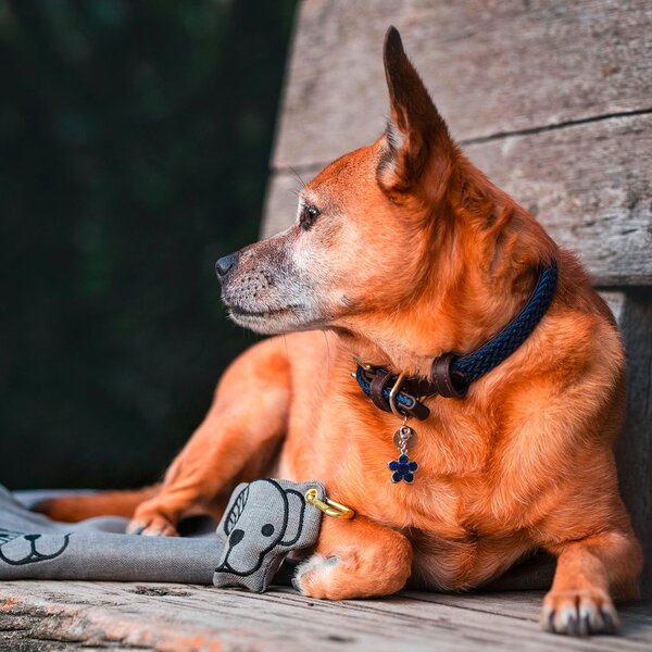 KENTUCKY DOGWEAR hondenhalsband Plaited Nylon 