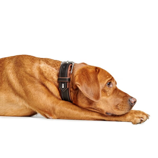 HUNTER halsband Canadian Up 