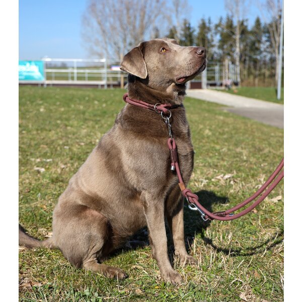 pawberry hondenhalsband Oslo 