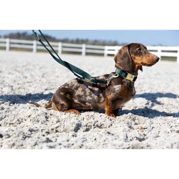 pawberry hondenhalsband Valencia 