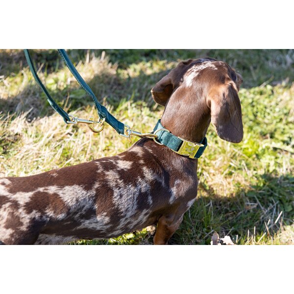 pawberry hondenhalsband Valencia 