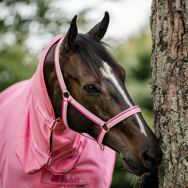 bucas halster Dublin 