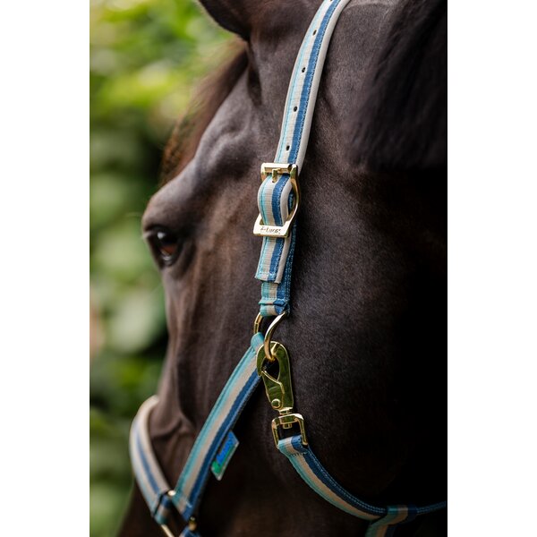 bucas halster Dublin 