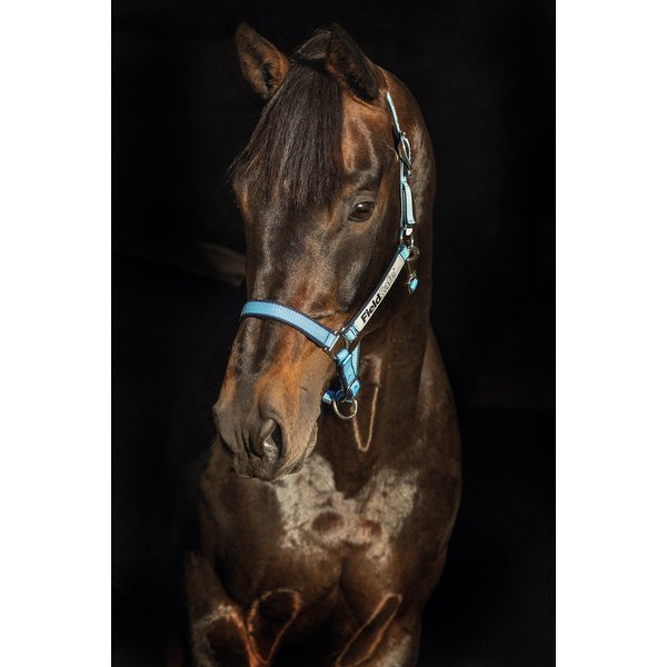 Horseware Halfter Fieldsafe navy/ baby blue | Pony