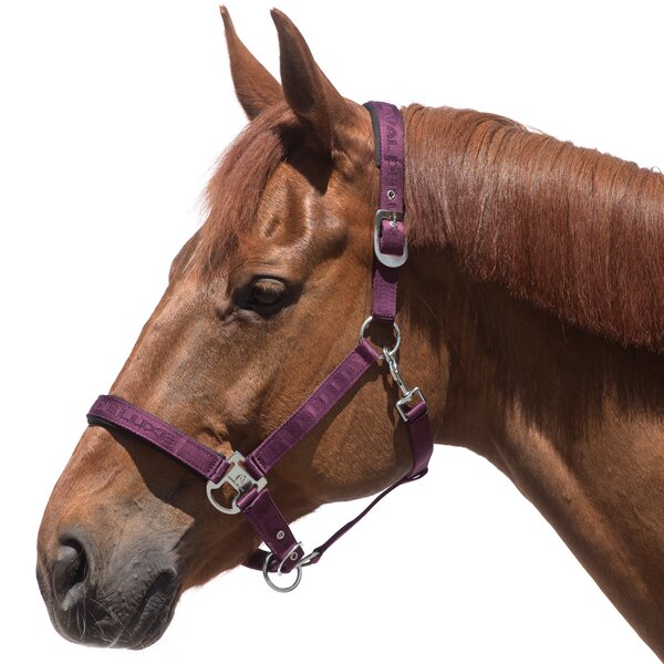 Cheval de Luxe Halfter plum | Pony