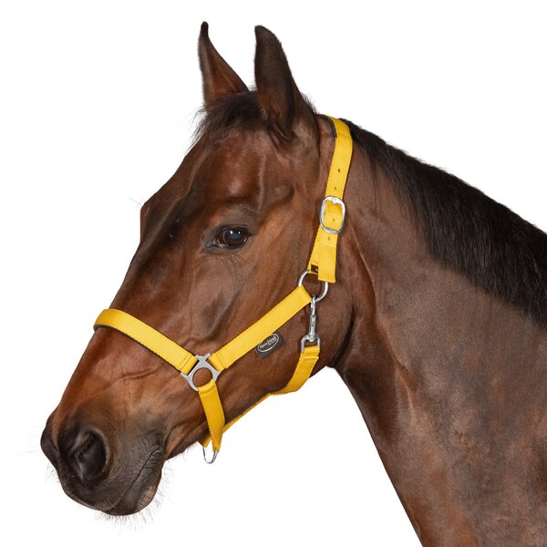 Horse-friends webhalster Pin Buckle yellow | Shetty