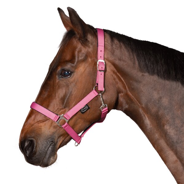 Horse-friends webhalster Pin Buckle pink | Shetty