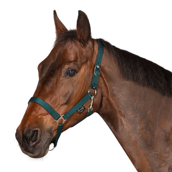 Horse-friends webhalster Pin Buckle green | Shetty