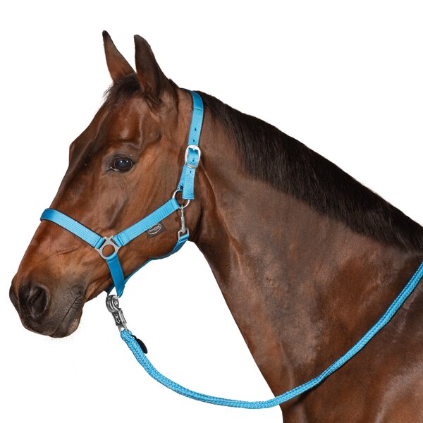 Horse-friends webhalster Pin Buckle light blue | Shetty