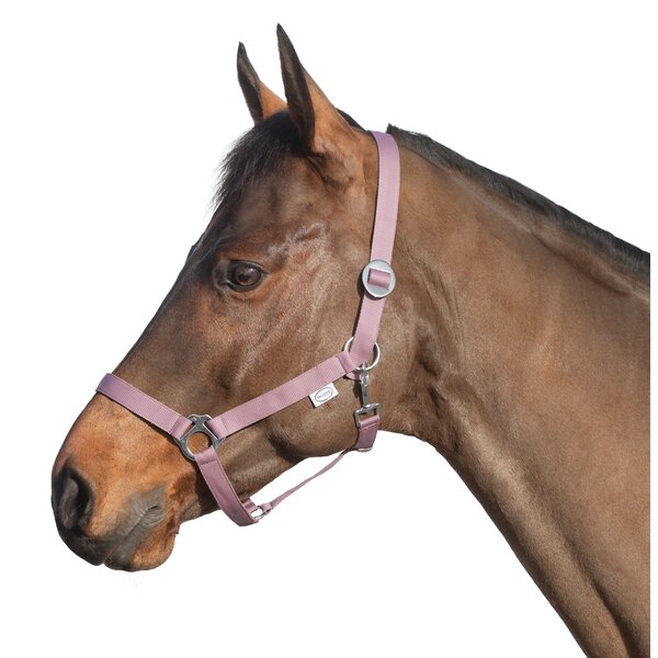 Loesdau webhalster rose | Shetty