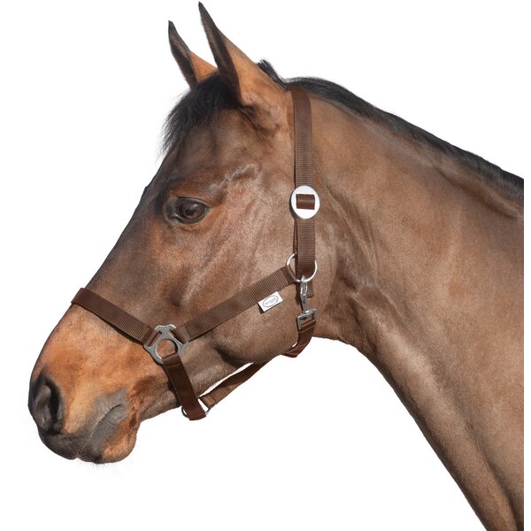 Loesdau webhalster chocolate | Shetty