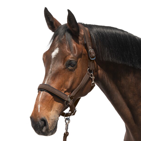 Cheval de Luxe Halfter Toulouse braun | Warmblut