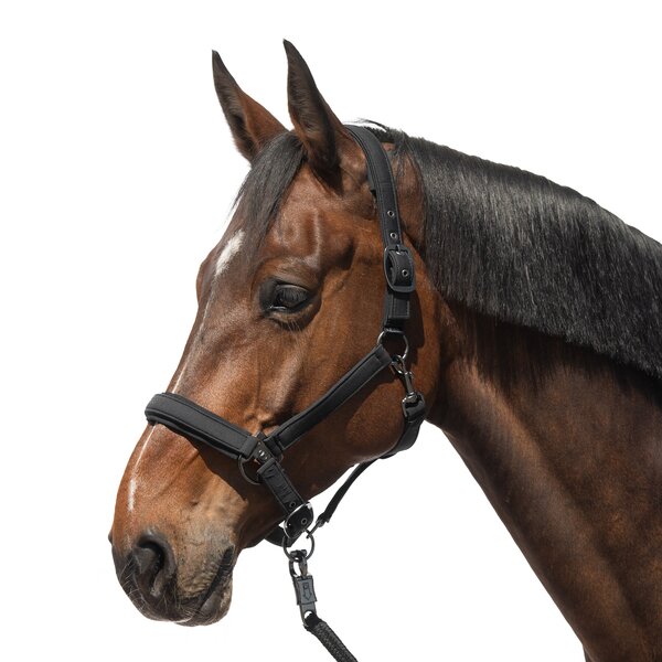 Cheval de Luxe Halfter Toulouse schwarz | Warmblut