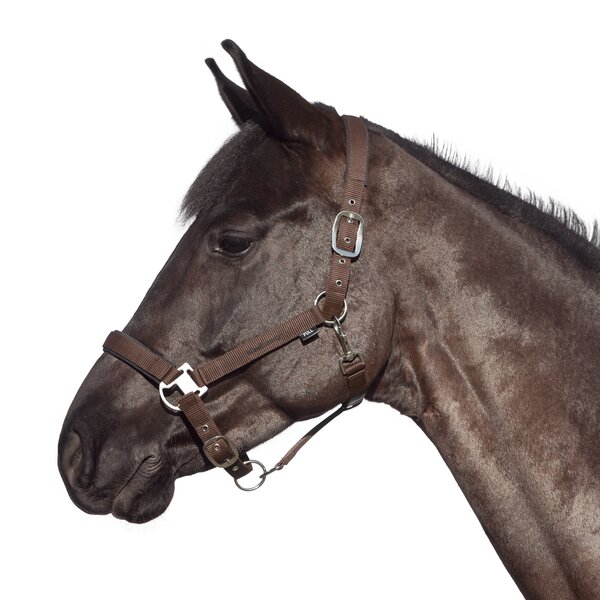 black forest halster 