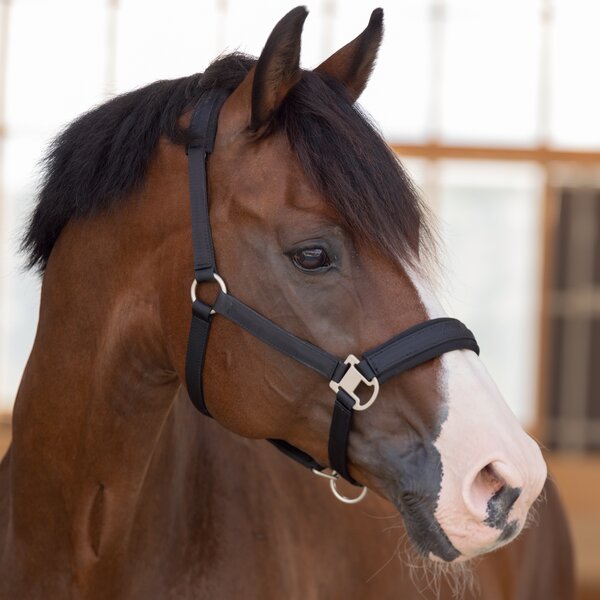Cheval de Luxe Halfter Charleroi black | Pony
