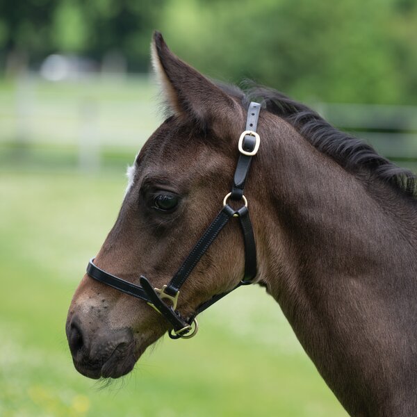 MONTIVUM veulen-showhalster 