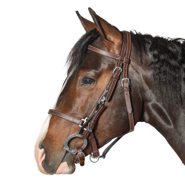 L-pro West Wanderreittrense brown | Warmblut