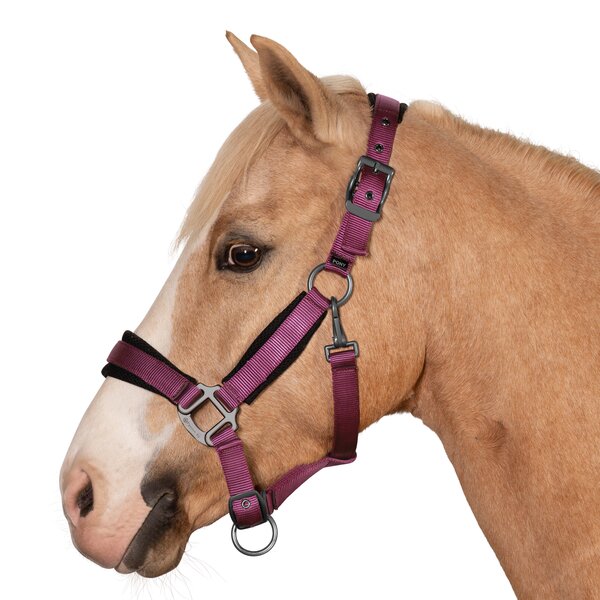 Passion 4Q Nylon halster 