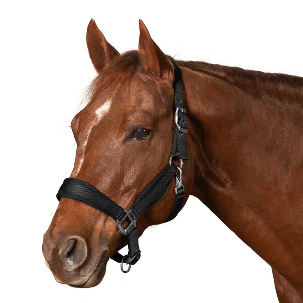 Passion 4Q Nylon halster 