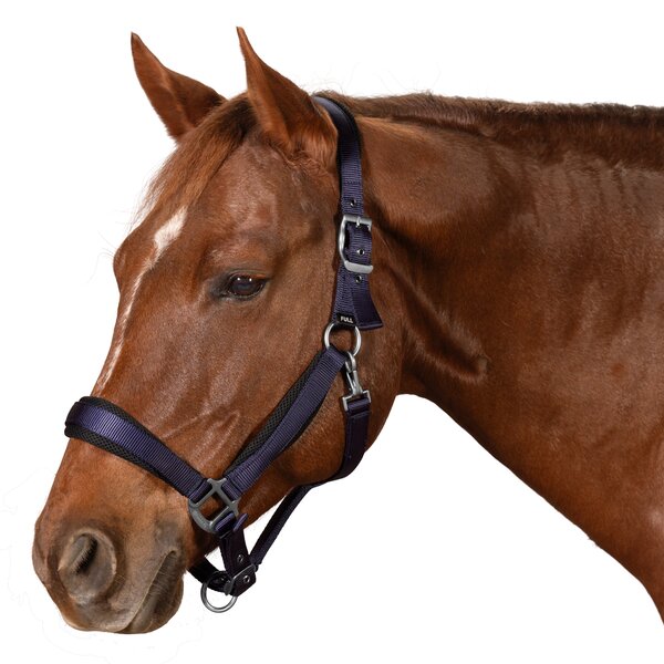 Passion 4Q Nylon halster 