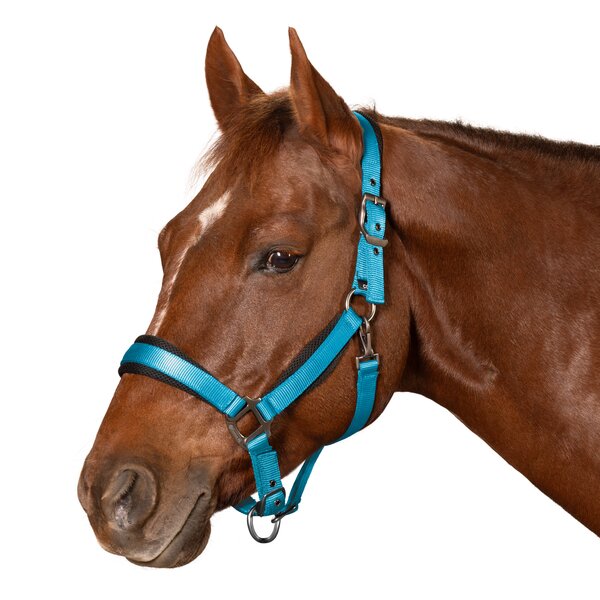 Passion 4Q Nylon halster 