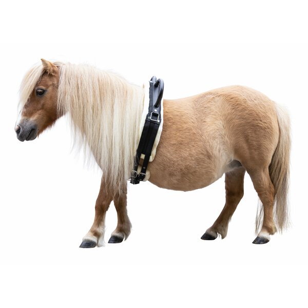 Horse-friends longeersingel Forli 