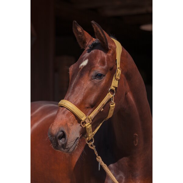 ESKADRON Heritage halster Faux Leather Double Pin cardamom | Shetty