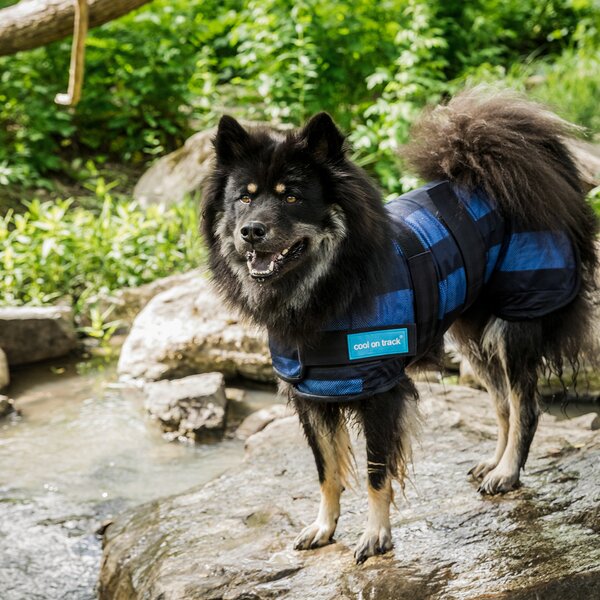 Cool on Track koeljas voor honden blue | 30 cm