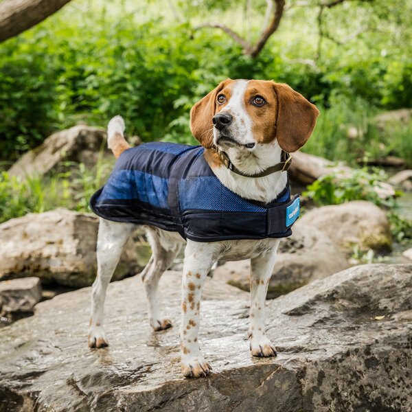 Cool on Track koeljas voor honden blue | 30 cm