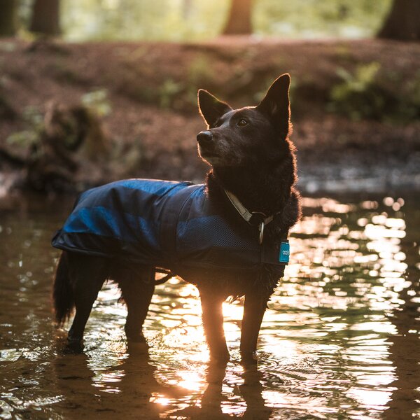 Cool on Track koeljas voor honden blue | 30 cm