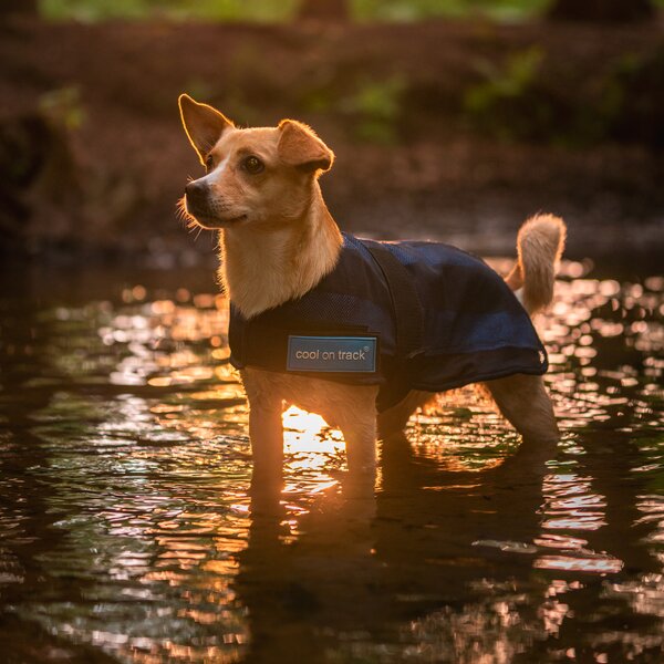 Cool on Track koeljas voor honden blue | 30 cm