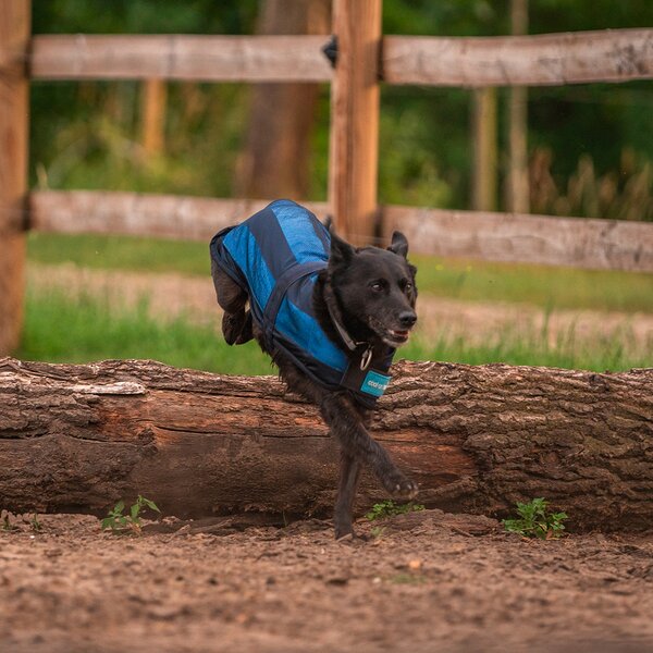Cool on Track koeljas voor honden blue | 30 cm