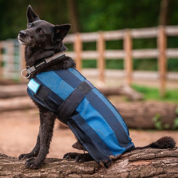 Cool on Track koeljas voor honden blue | 30 cm