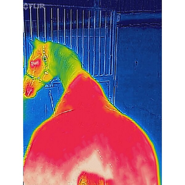 bucas outdoordeken Therapy Turnout Light 