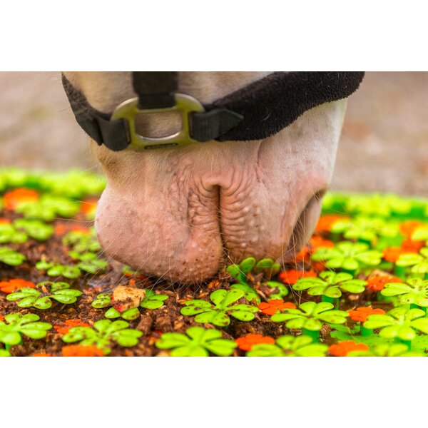 Excellent snuffelmat voor paarden green | ca. 50 x 50 cm