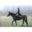 black forest Thermo-Reitrock