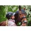 ABUS PIKEUR Reithelm AirLuxe Supreme Glam Long Visor