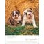 Posterkalender Hundekinder 2025