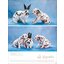 Posterkalender Hundekinder 2025