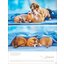Posterkalender Hundekinder 2025