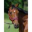 TOMMY HILFIGER EQUESTRIAN Halfter Lincoln