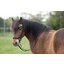Horse-friends Island Kopfstück Salford mit Glitzer