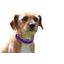 Loesdau Hundehalsband Soft