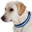 Loesdau Hundehalsband Stripe