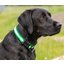 Loesdau Hundehalsband Stripe