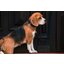 KENTUCKY DOGWEAR Hundehalsband Plaited Nylon