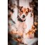 KENTUCKY DOGWEAR Hundehalsband Plaited Nylon