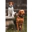 KENTUCKY DOGWEAR Hundehalsband Plaited Nylon